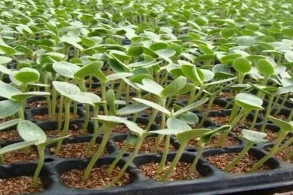 甜瓜的播种方法,催芽后每个营养钵播种2粒