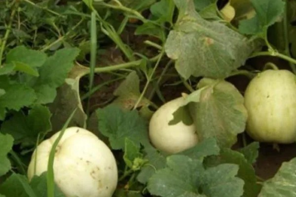 甜瓜的播种方法,催芽后每个营养钵播种2粒