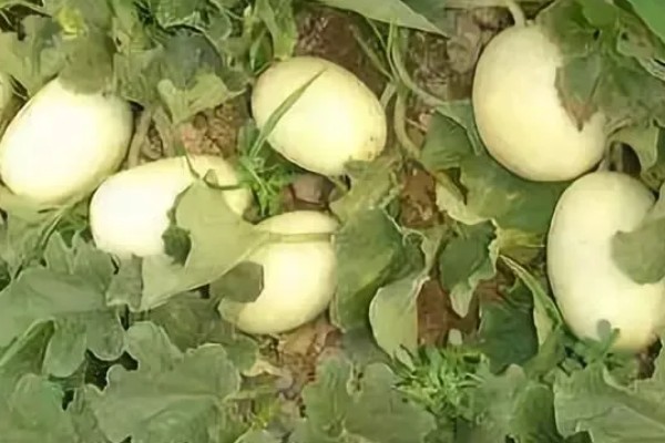 甜瓜的播种方法,催芽后每个营养钵播种2粒