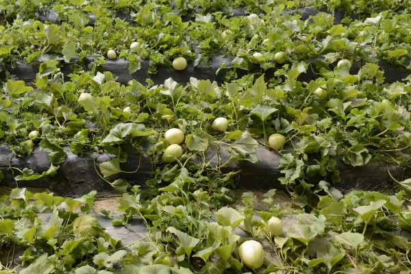 甜瓜的播种方法,催芽后每个营养钵播种2粒