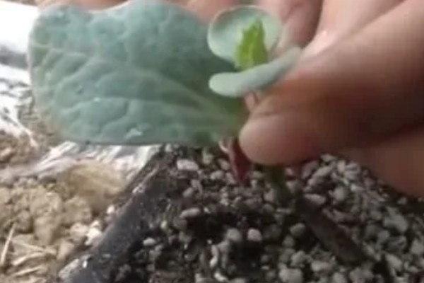 甜瓜的播种方法,催芽后每个营养钵播种2粒