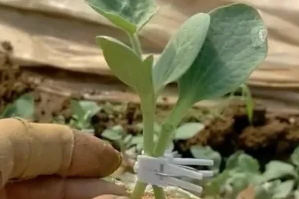 甜瓜的播种方法,催芽后每个营养钵播种2粒