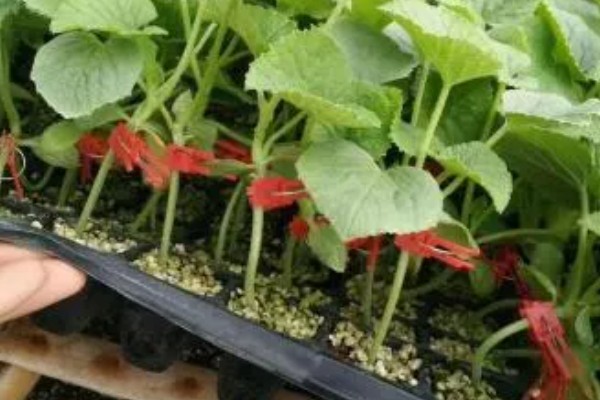 甜瓜的播种方法,催芽后每个营养钵播种2粒