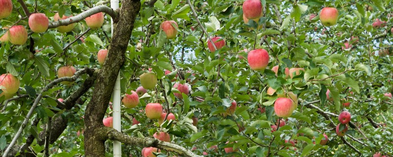 苹果褐斑病怎么防治，对果实套袋可减少发病率