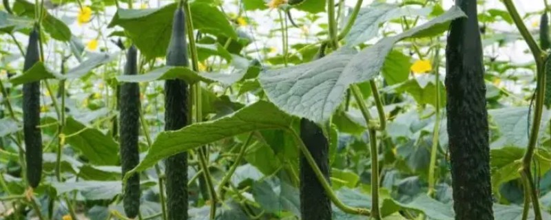 黄瓜肥害的原因，可能是氮肥过多所致