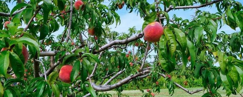 桃花树什么时候开花结果,在夏季开始结果