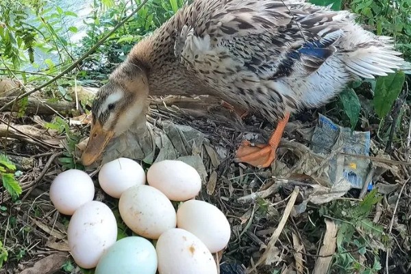 野鸭蛋的孵化周期，一般为27-28天左右