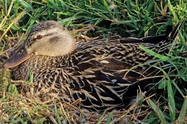 野鸭蛋的孵化周期，一般为27-28天左右