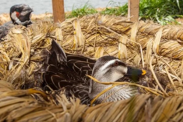 野鸭蛋的孵化周期，一般为27-28天左右