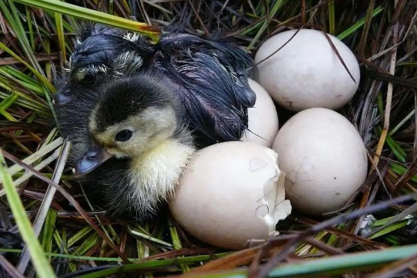 野鸭蛋的孵化周期，一般为27-28天左右