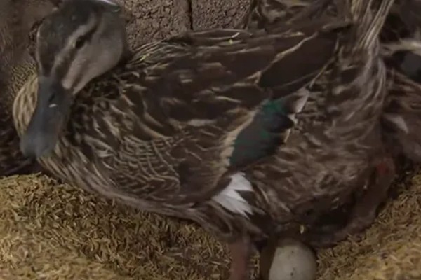 野鸭蛋的孵化周期，一般为27-28天左右