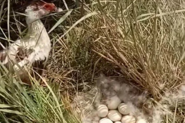 野鸭蛋的孵化周期，一般为27-28天左右