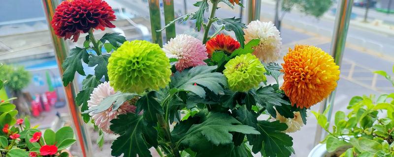 乒乓菊的修剪方法,剪掉顶部的枝条可促进侧枝生长