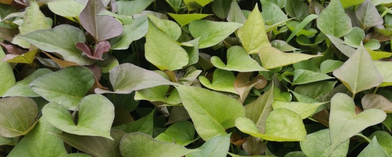 红薯如何育苗，将上一年收获的红薯埋植进行育