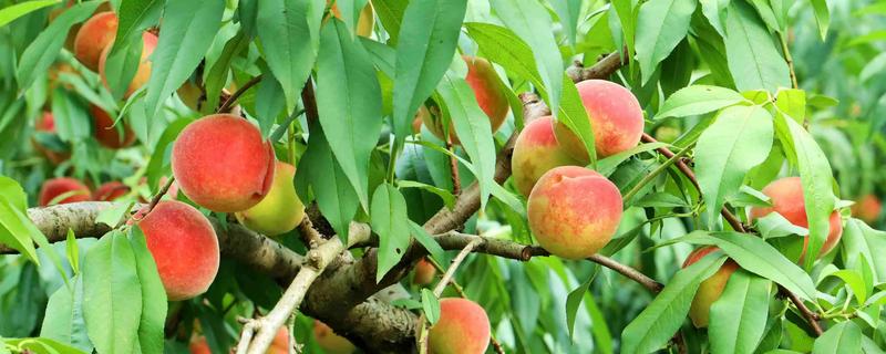 哪些桃树品种比较火，推荐夏满丰、中蟠19等