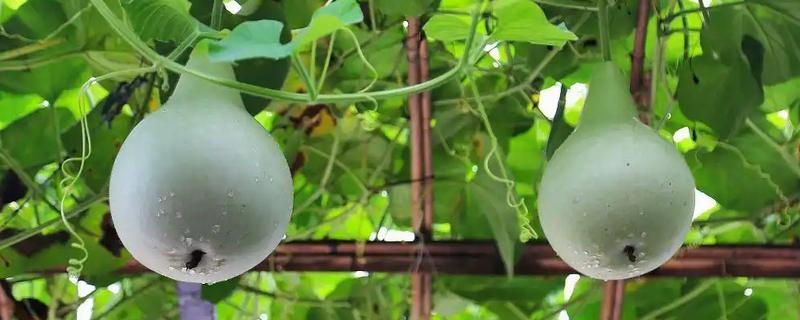葫芦的种植方法,播种前将种子浸泡在45℃的温水中
