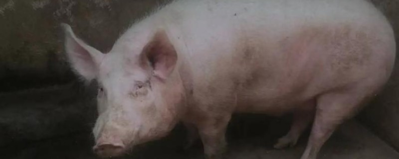 猪流感的病因，一种是自身发的一种是感染的