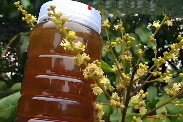 龙眼蜜的味道如何，有浓郁的花香味