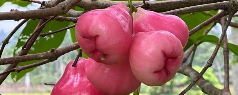 莲雾的形态特征，株高可达12m