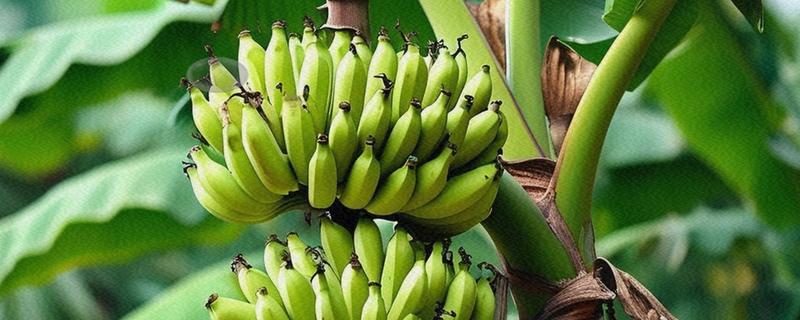 香蕉抽蕾后如何施肥,采用最传统的土培追肥法