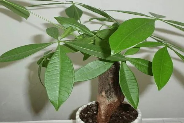 砍头的发财树可以长高吗，是不会再长高了