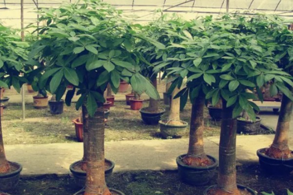 砍头的发财树可以长高吗，是不会再长高了