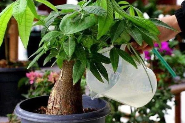 砍头的发财树可以长高吗，是不会再长高了