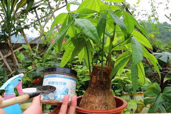 砍头的发财树可以长高吗，是不会再长高了