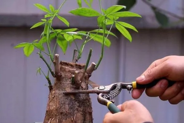 砍头的发财树可以长高吗，是不会再长高了