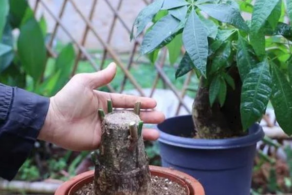 砍头的发财树可以长高吗，是不会再长高了