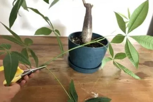 砍头的发财树可以长高吗，是不会再长高了