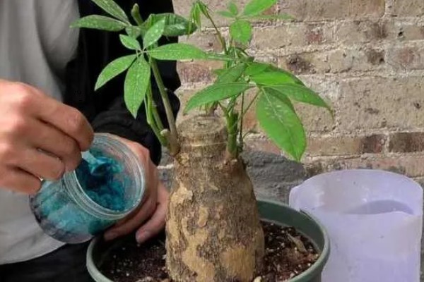 砍头的发财树可以长高吗，是不会再长高了