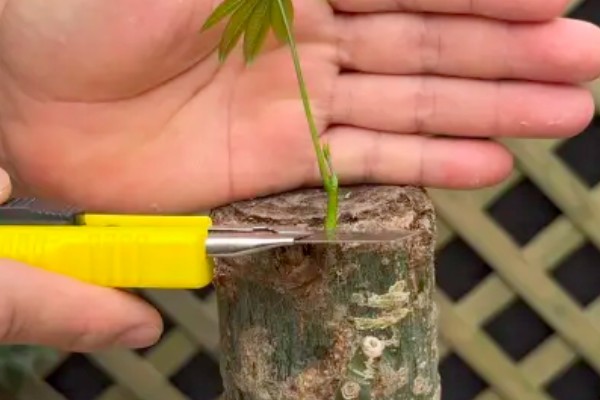 砍头的发财树可以长高吗，是不会再长高了