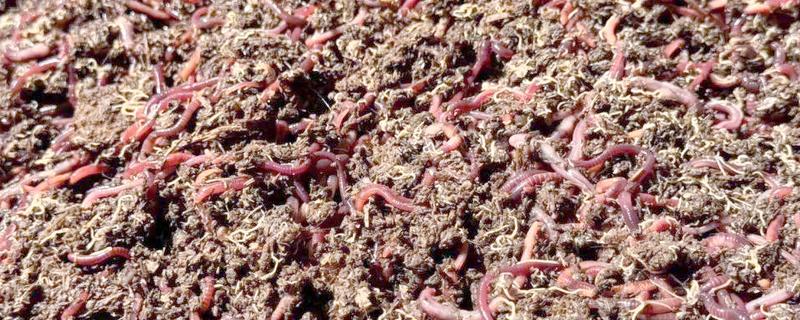 蚯蚓怎么养殖，将温度控制在10-30℃