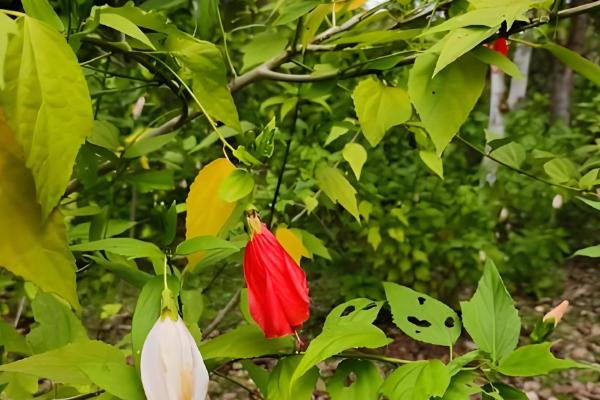 怎么修剪纹瓣悬铃花,修剪后要喷洒水雾