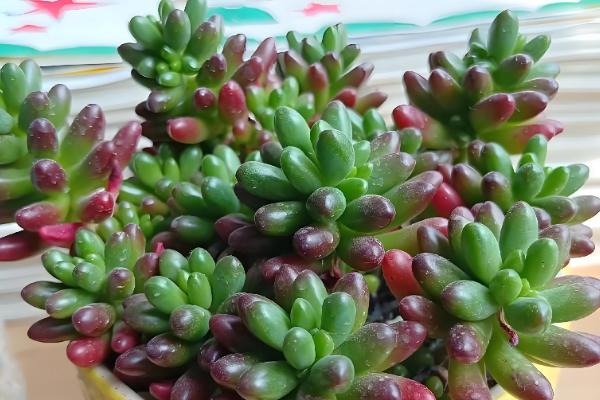 多肉零上3度可以放室外吗，不可以放室外