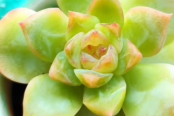 多肉零上3度可以放室外吗，不可以放室外