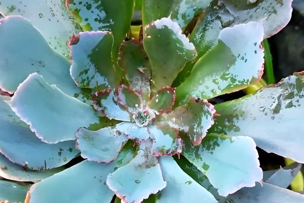 多肉零上3度可以放室外吗，不可以放室外