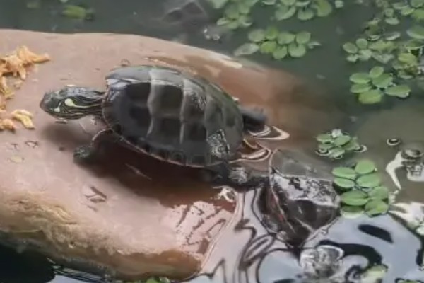 乌龟有什么生活习性,降温到一定程度会冬眠