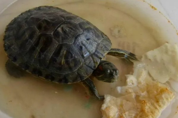 乌龟有什么生活习性,降温到一定程度会冬眠