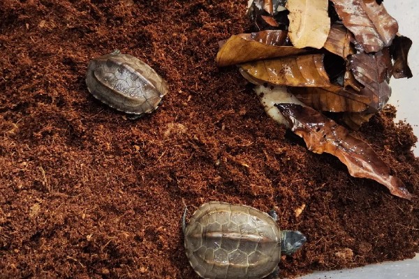 乌龟有什么生活习性,降温到一定程度会冬眠