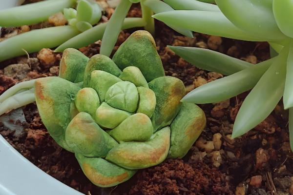 多肉零上3度可以放室外吗，不可以放室外