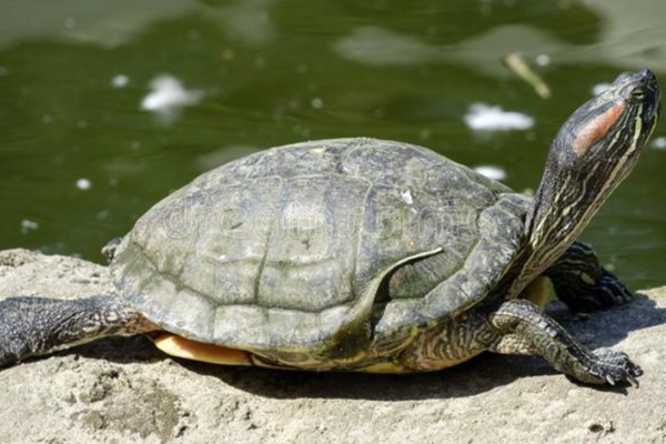 乌龟有什么生活习性,降温到一定程度会冬眠