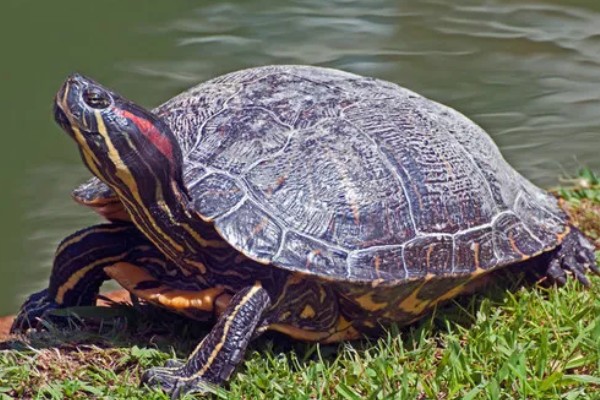 乌龟有什么生活习性,降温到一定程度会冬眠