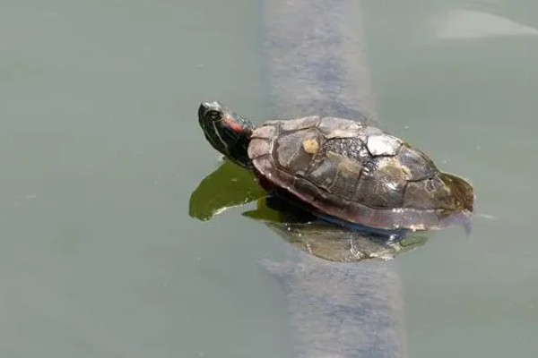 乌龟有什么生活习性,降温到一定程度会冬眠