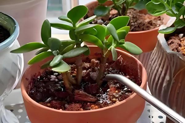 多肉零上3度可以放室外吗，不可以放室外