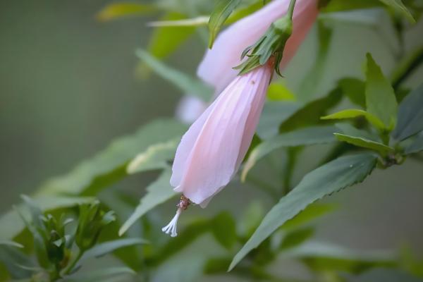 怎么修剪纹瓣悬铃花,修剪后要喷洒水雾