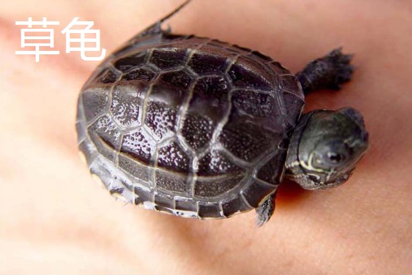 乌龟有什么生活习性,降温到一定程度会冬眠