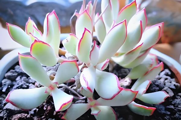 多肉零上3度可以放室外吗，不可以放室外