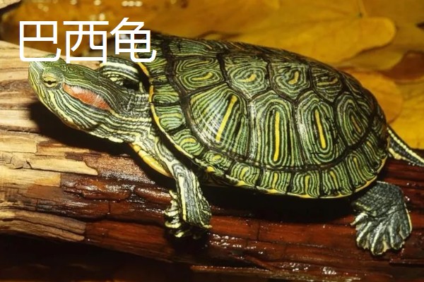 乌龟有什么生活习性,降温到一定程度会冬眠